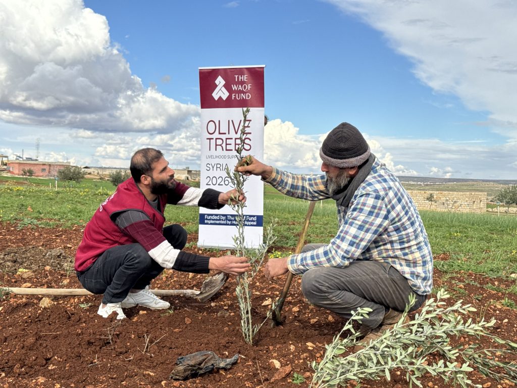 Planting an olive tree