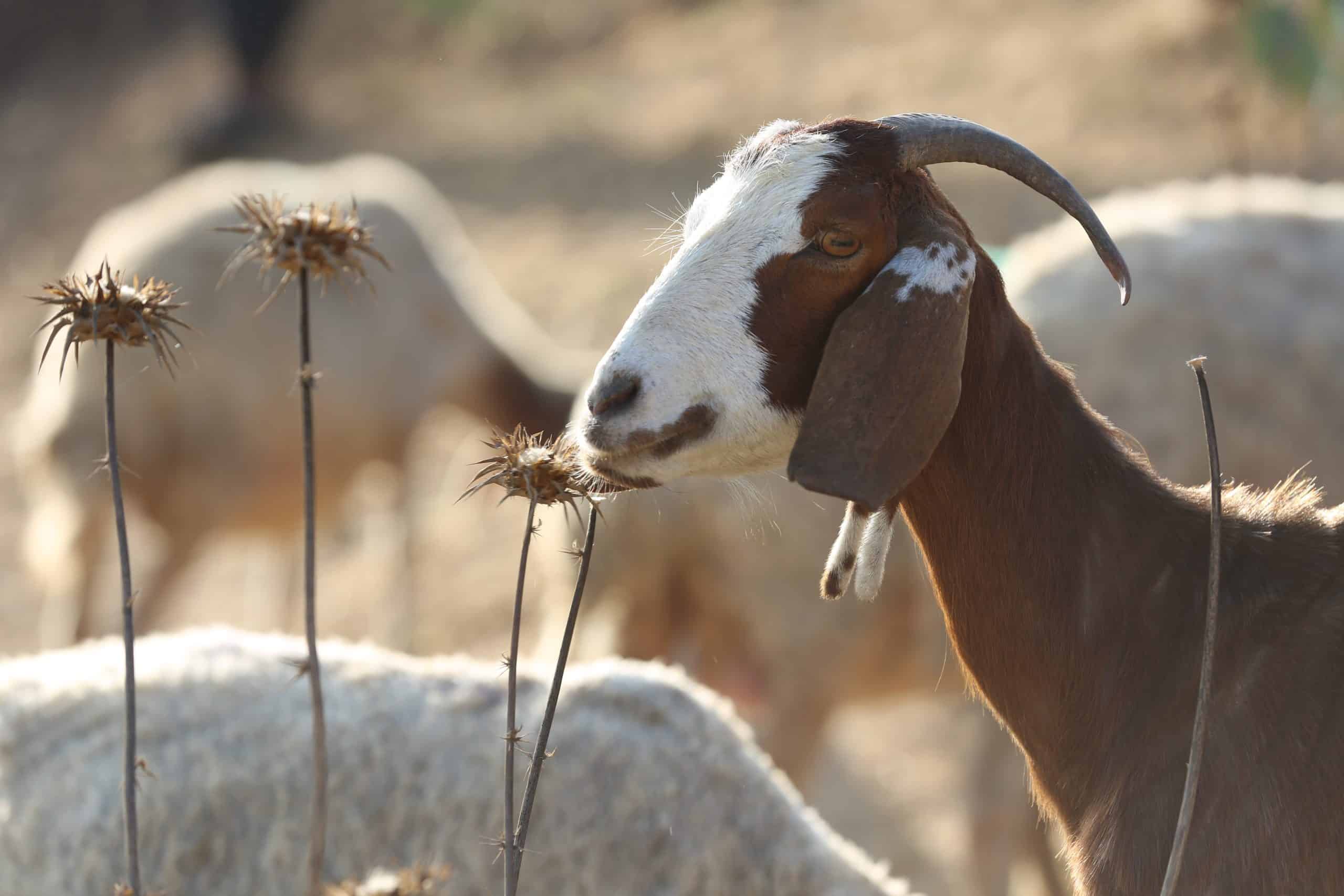 Qurbani and the sacrifice of Ibrahim (AS)