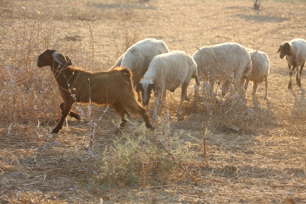 Qurbani and the sacrifice of Ibrahim (AS) 2 2