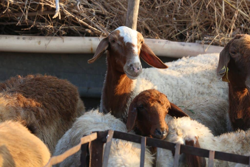 The meaning of the five pillars of Islam 5 5